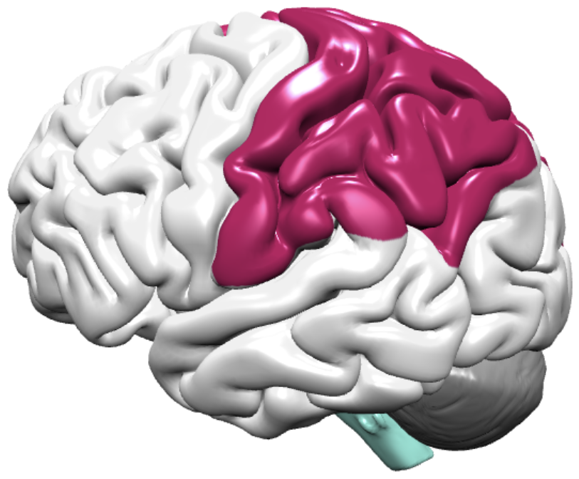 parietal lobe.png